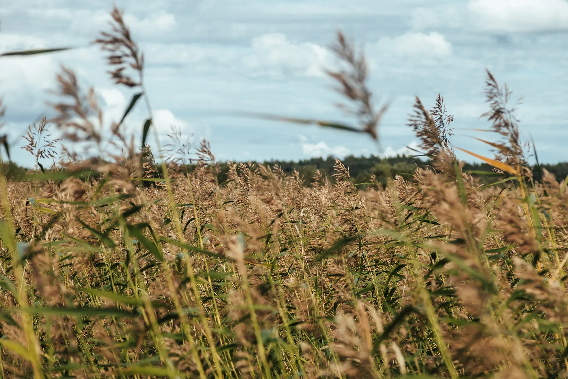 ILL Location1 2200x1467