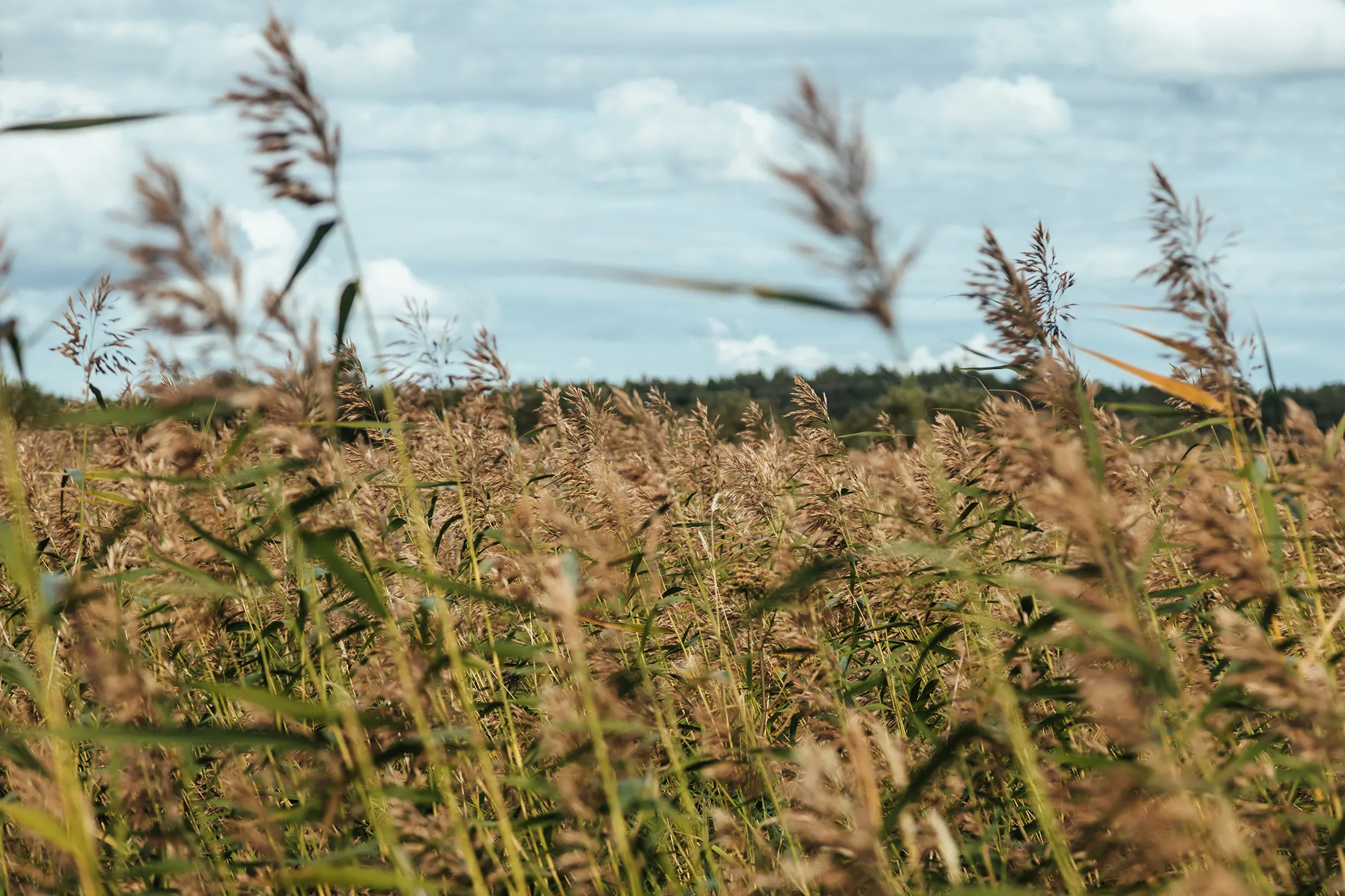 ILL Location1 2200x1467